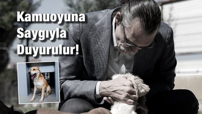 Yapracık Mahallesi'nde Köpek Isırma Vakası: Etimesgut Belediyesi'nden Açıklama