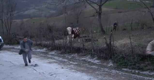 Samsun’da aksiyon filmlerini aratmayacak boğa kovalaması