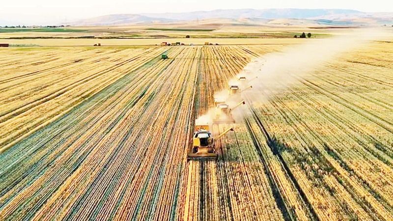 Yozgat'ta Topraktan Fışkıracak Tohum: Dekara 500 Kg Veriyor!
