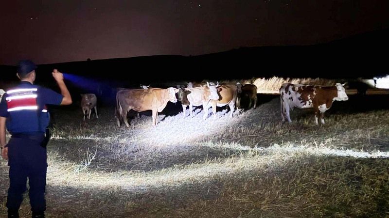 Yozgat’ta İhbar Üzerine Jandarma Harekete Geçti! Tam 45 Büyükbaş…