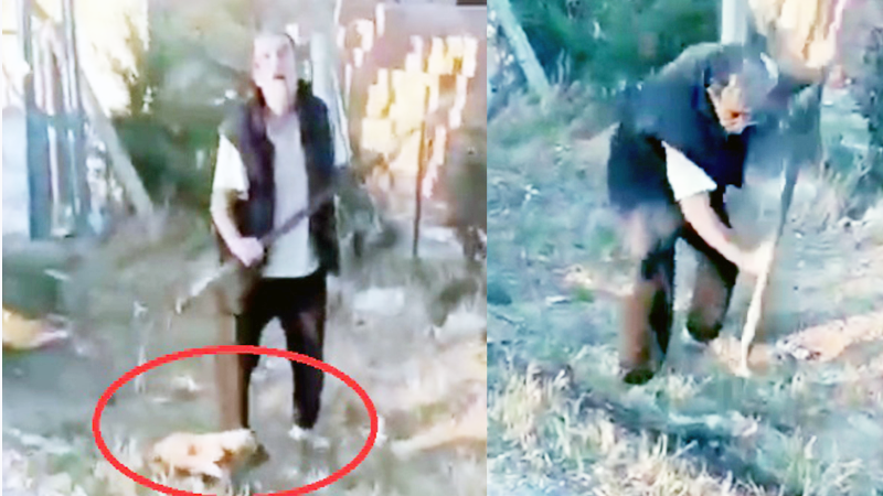 Yavru köpeği dirgen saplayarak öldürdü