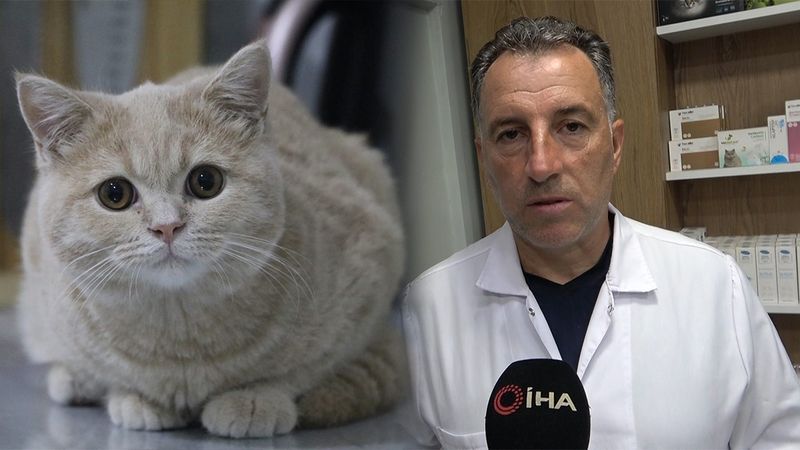 Yozgat'ta Kedi Köpek Sahipleri Dikkat!