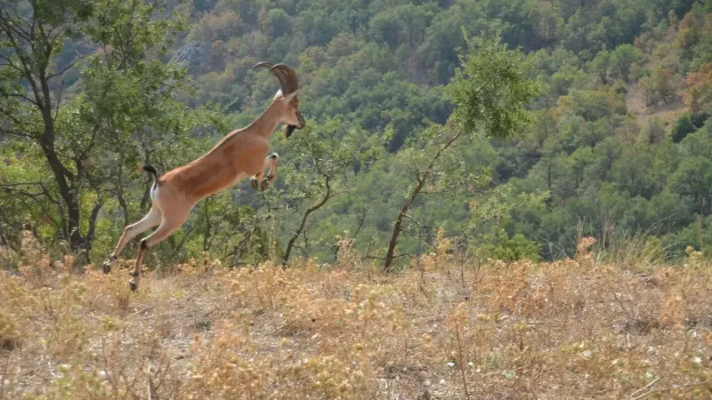Yozgat Kazankaya Kanyonun’da Doğal Yaşam Güçleniyor!