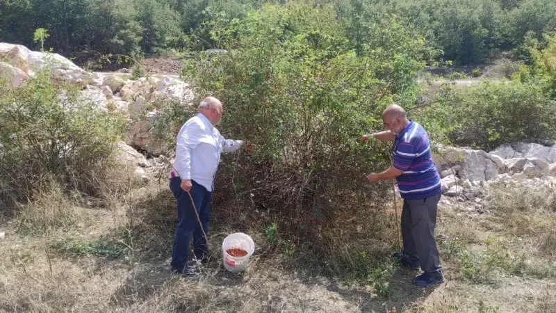 Yozgat'ta Dağlarda Yetişiyor Resmen Şifa Deposu Yoğun Talep Var!