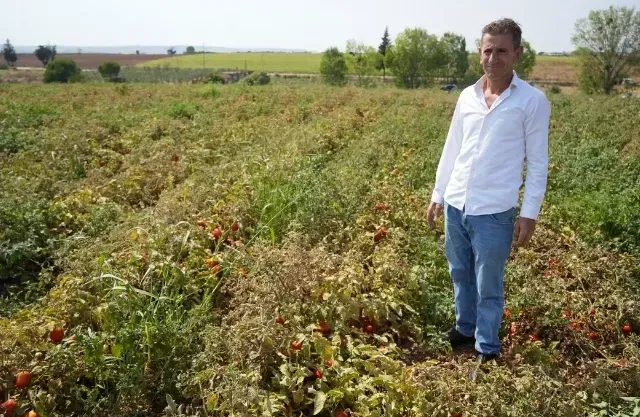 Yozgat'ın bereketli topraklarına kıpkırmızı rengini veren o ürün tarlada 1, markette 38 lira olunca bedava dağıtmaya başladı