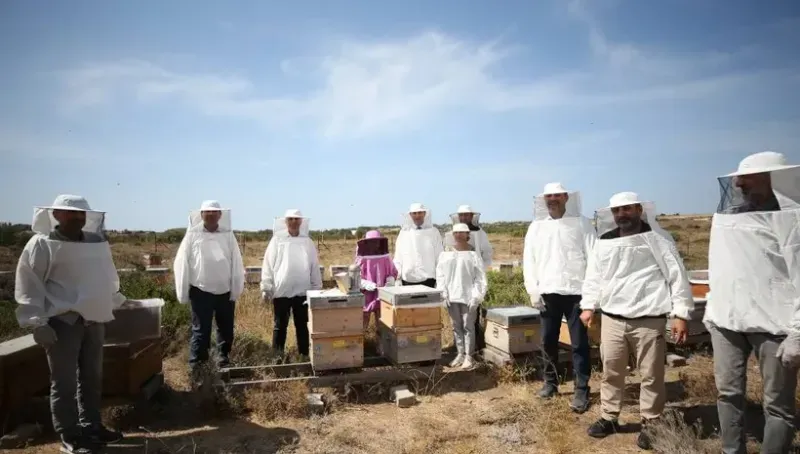 Hasadı İlk Kez Yapıldı: Kolusu 800 Liradan Satılacak