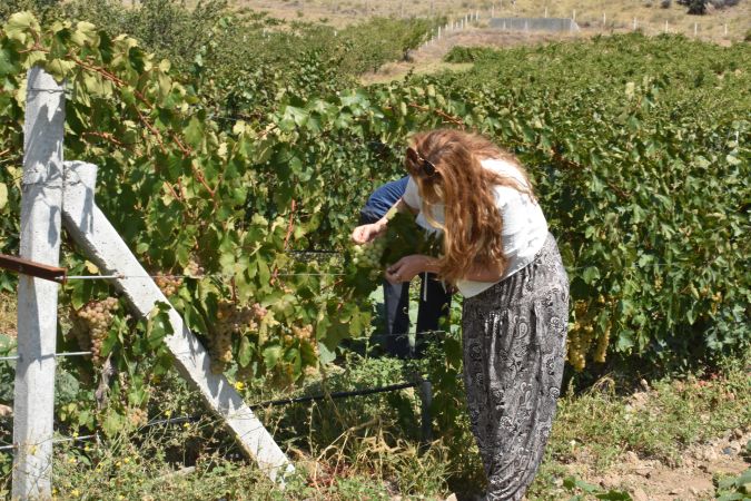 Yozgat’ın Gizli Cenneti Karanlıkdere’de Bağ Bozumu Şöleni!