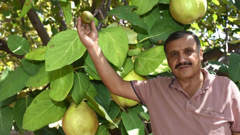Şefaatli’nin Karanlıkdere Ayvaları: Tadıyla Sınırları Aşan Bir Lezzet