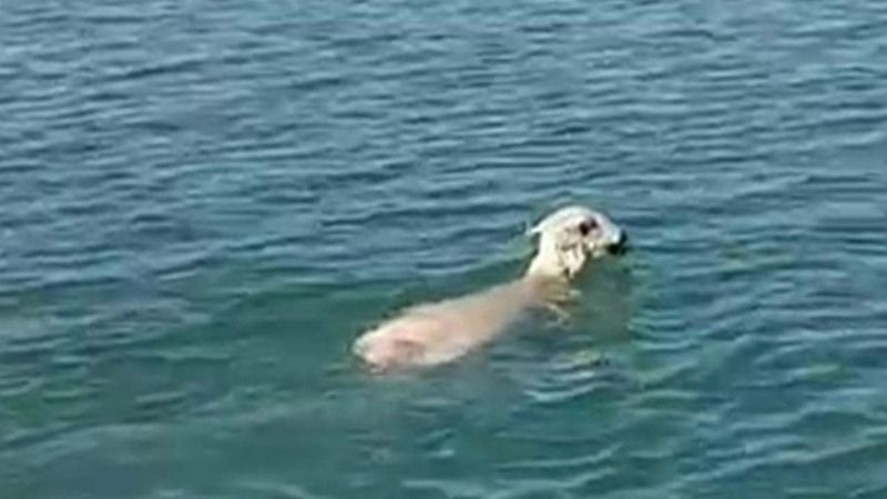 Yozgat’ta görünce şok oldular! Balıkçı ağına koyun takıldı!