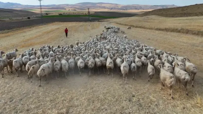 150 Bin Çoban Aranıyor, Üç Bakanlık Seferber Oldu!