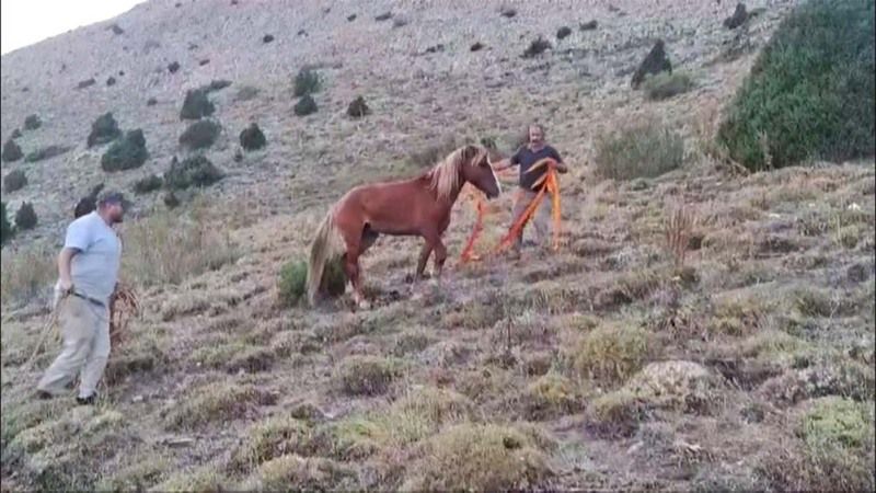 Yozgat’ta Jandarma Harekete Geçti! Yaralı Yılkı Atına Şefkat Eli!
