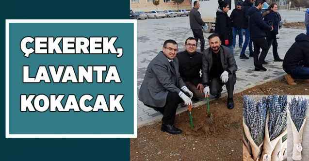 Çekerek lavanta kokacak