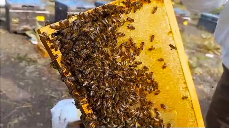 Yozgat'ta Bal Sevenler Dikkat Uzmanı Uyardı!