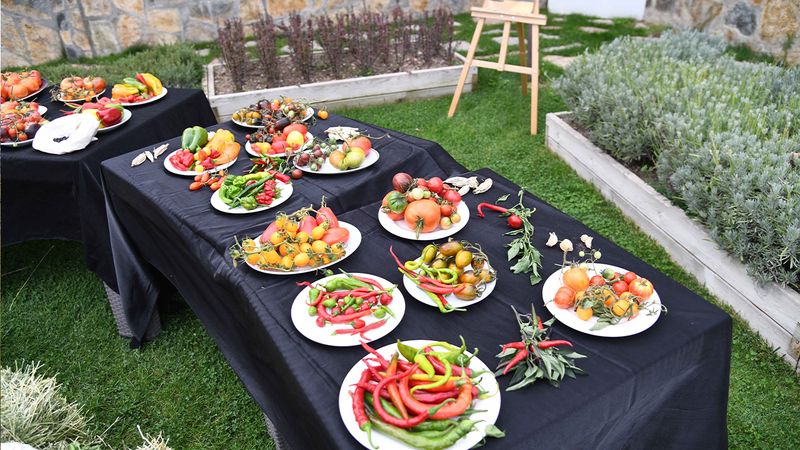 Pursaklar Belediyesi'nden Yerli Tohum Hasadı