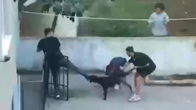Köpek Adeta Terör Estirdi Genç Canından Oluyordu!
