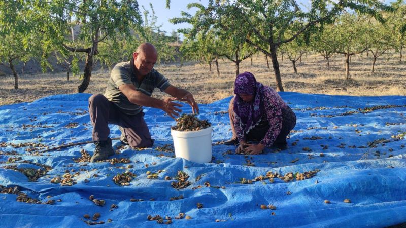 Yozgatlı Çiftçi, Badem Hasadını Halay Çekerek Kutladı