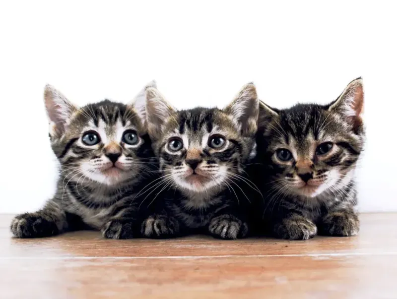 Kedi Ayak Kırığı Kendiliğinden İyileşir mi?