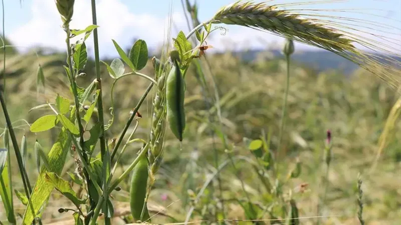 Yozgat’ta Tarım Sayımı Yapılacak!