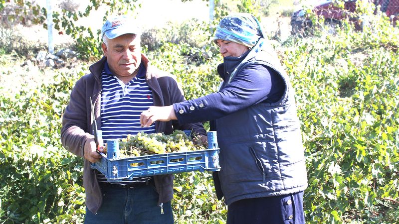 Şefaatli Caferli'de salkımlar lezzet saçıyor.