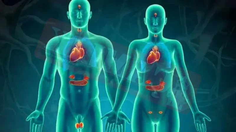 Büyüme Hormonu Vücutta Nereden Salgılanır?