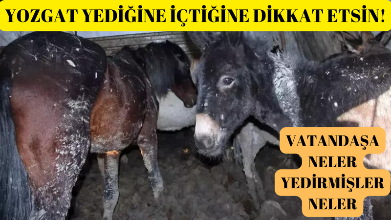 Yozgat Dikkat Etsin!