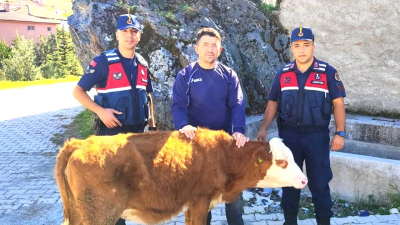 Kayıp İnek Yozgat Jandarma'sını Harekete Geçirdi