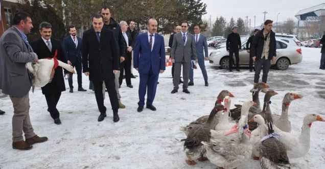Diğer illerde yetiştirilen kazlar Kars’ta piyasaya sunuluyor