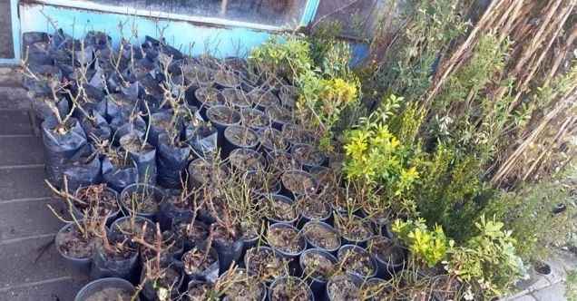 Yerköy’de fidan satışları başladı