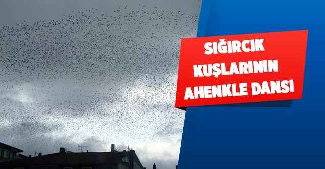Yozgat'ta sığırcık kuşlarının ahenkle dansı