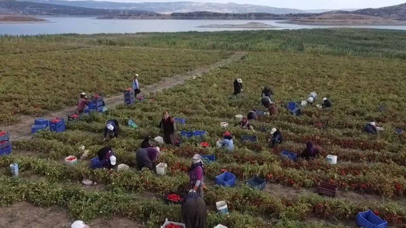 Yozgat’ın Domatesleri Yurt Dışına İhraç Ediliyor