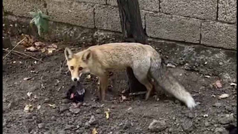 Sorgun’da Aç Kalan Tilki, Karnını Tavukla Doyurdu