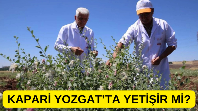 Türkiye'nin Yeni Mucize Bitkisi: 200 Yıl Meyve Veren Kapari Yozgat'ta Yetişir mi?