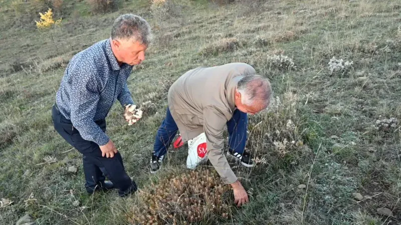 Yozgat Yaylalarında Mantar Bolluğu: Vatandaşların Yüzü Gülüyor