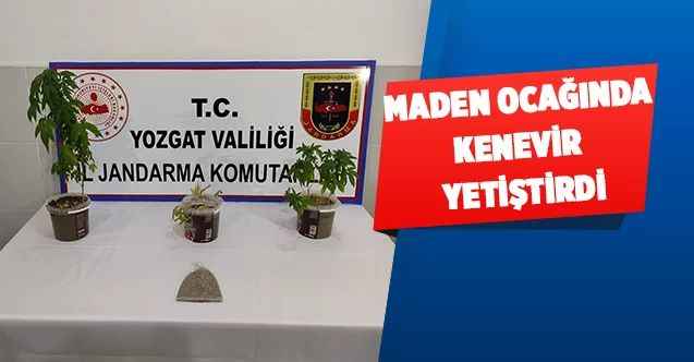 Maden Ocağında Kenevir Yetiştirdi