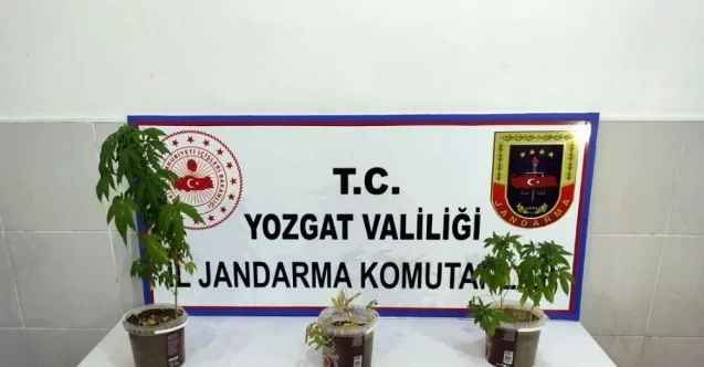 Jandarmadan uyuşturucu operasyonun,1 gözaltı