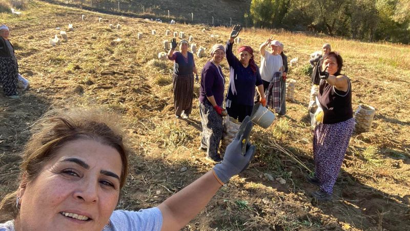Çayıralan Emekçi Kadınlar Kooperatifi Organik Patates Hasadında