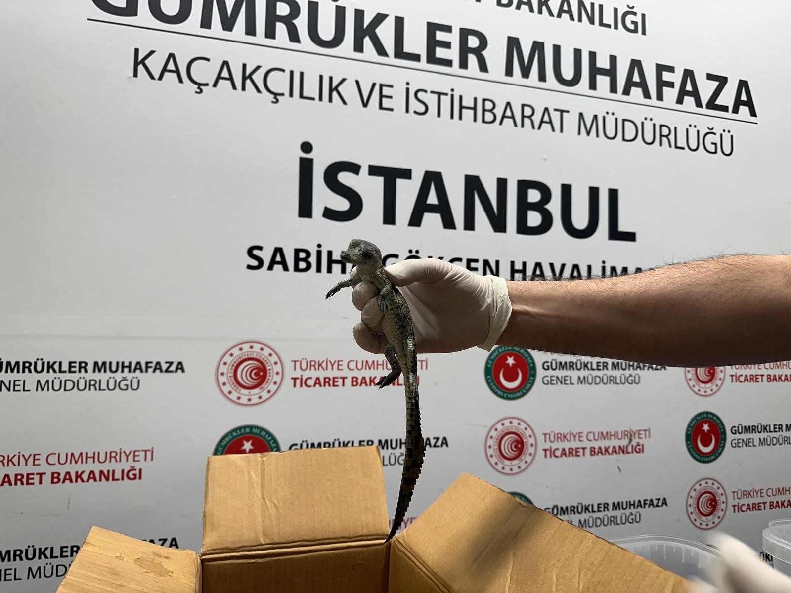 Sabiha Gökçen Havalimanı'nda Canlı Hayvan Kaçakçılığı Operasyonu