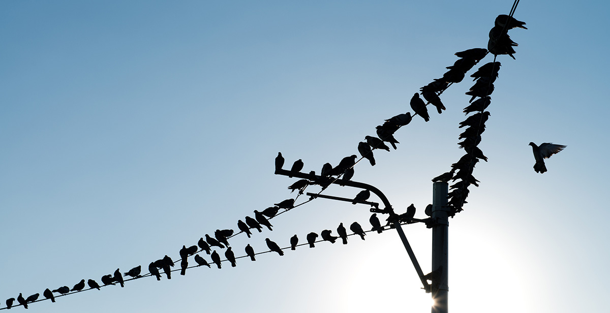 Kuşların Elektrik Tellerine Olan İlgisinin Sebebi Nedir? Kuşlara Elektrik Neden Çarpmaz?