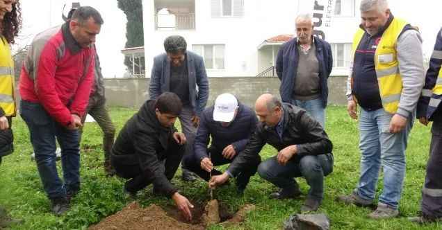 Aydınlı çiftçilere 2 bin 700 incir fidanı