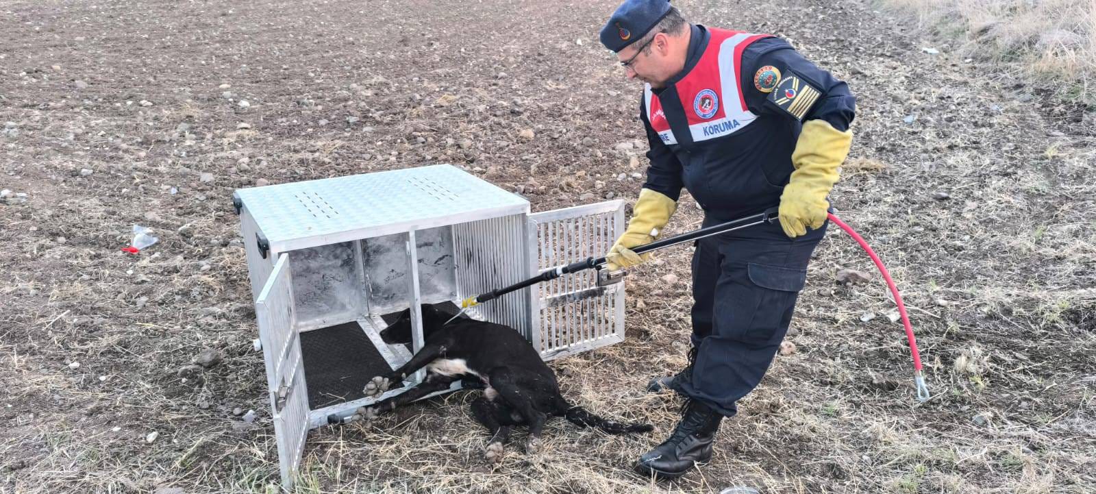 Yozgat’ta Yaralı Köpek Jandarma Ekiplerince Kurtarıldı
