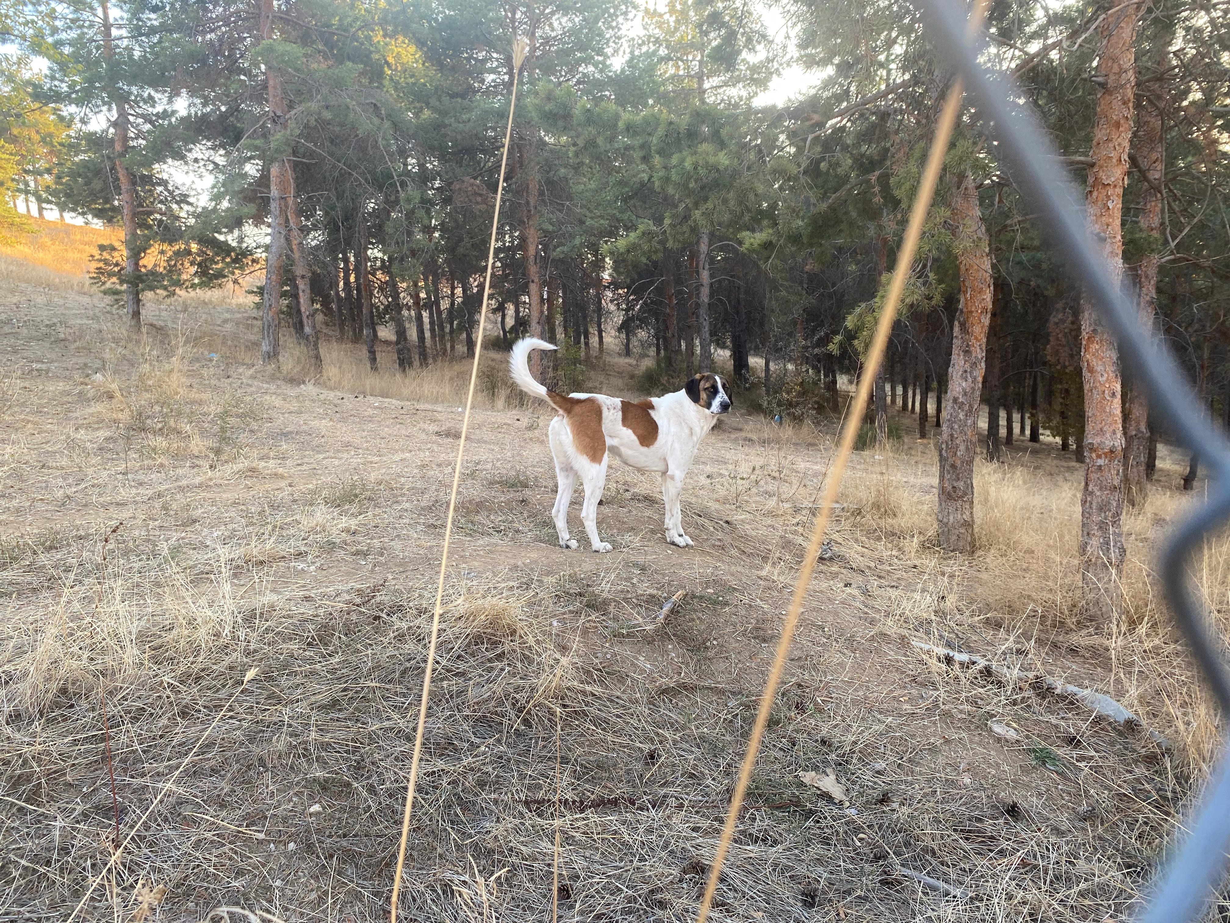 Ankara’da Akademisyene Sokak Köpekleri Saldırdı: Yüzü ve Bacakları Parçalandı