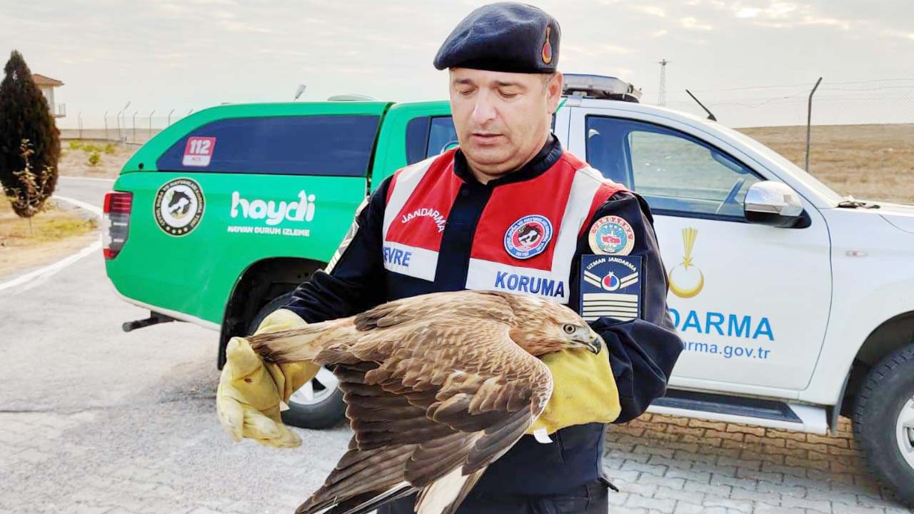 Yozgat'ta Yaralı Şahin Kurtarıldı!