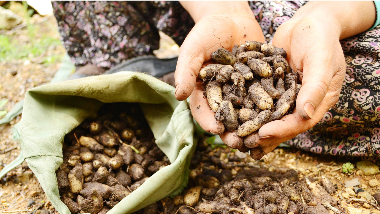 Yozgat’ta yetişiyor! Mis kokusu, eşsiz aroması ile kışın vazgeçilmez lezzeti..