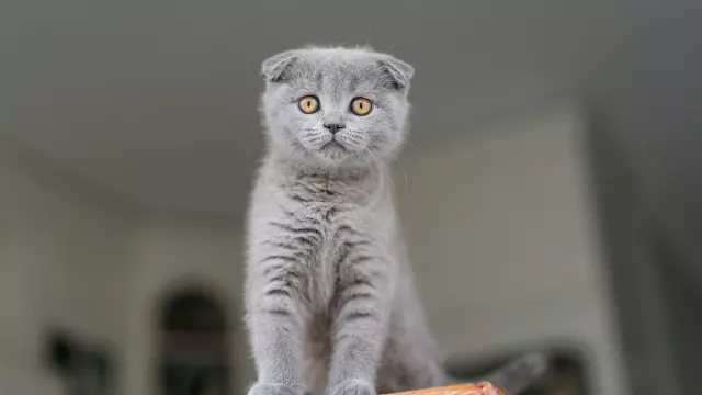 Hollanda Scottish cinsi kedi neden yasaklandı? Scottish kediler yasaklandı mı?