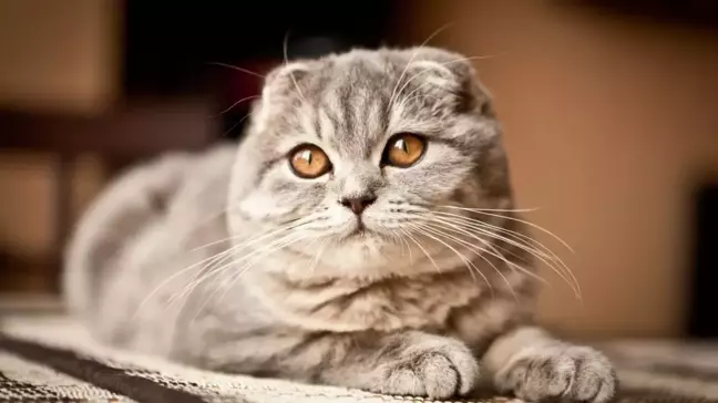 Kedi Göz İltihabı Evde Nasıl Tedavi Edilir