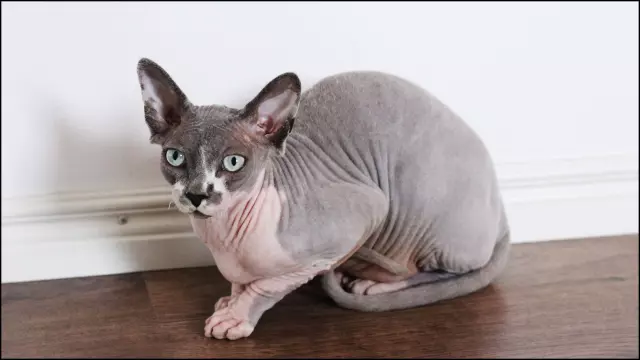 Sphynx cinsi kedi sahiplenmek neden yasaklandı? Sphynx kedi yasaklandı mı?