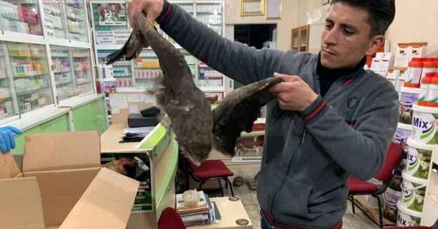 Birecik’te yaralı şahin tedavi altına alındı