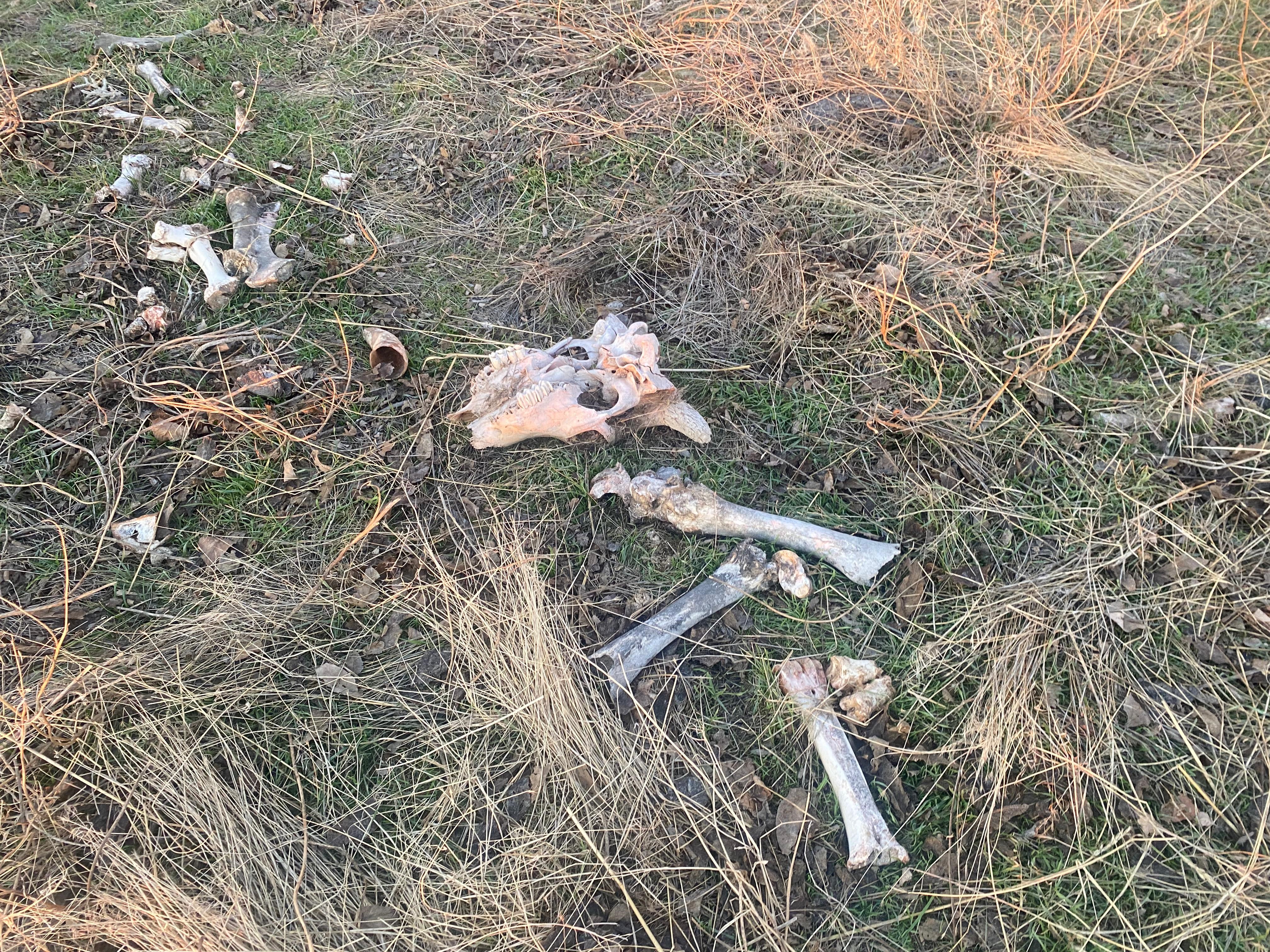 Mamak Belediye Başkanı Veli Gündüz Şahin'den Hayvan Bakımevi Açıklaması