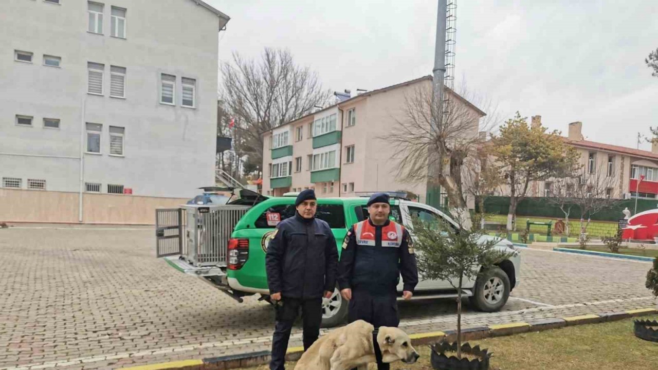Yozgat Jandarması, yaralı köpek için yürüteç yaptı