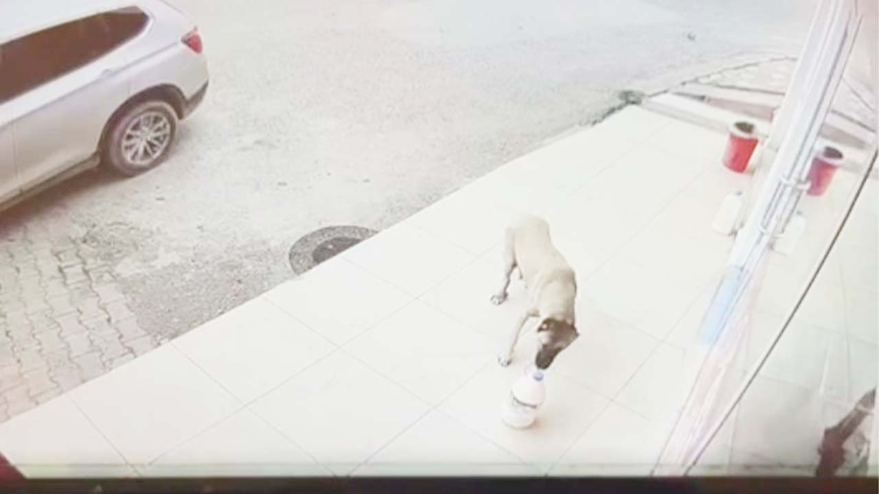 Yozgat’ta Anne Köpek Yavruları İçin Çaldı!